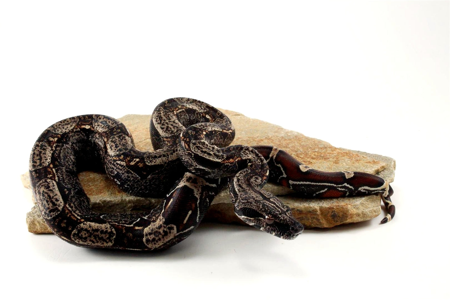 IMG Colombian Boa
