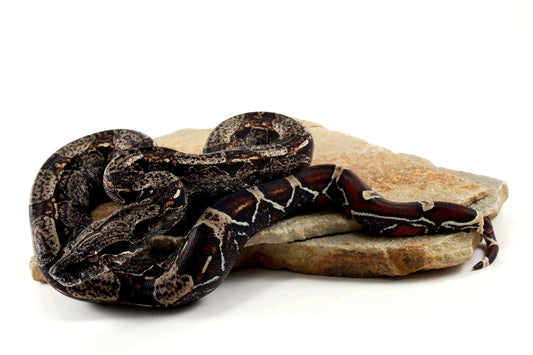 IMG Colombian Boa