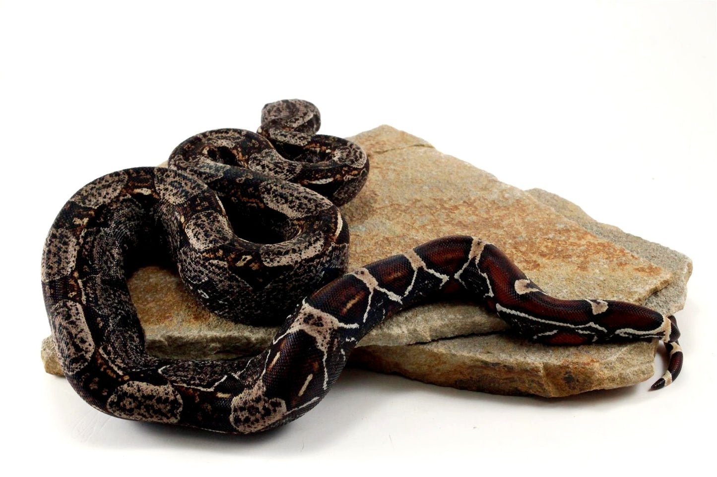 IMG Colombian Boa