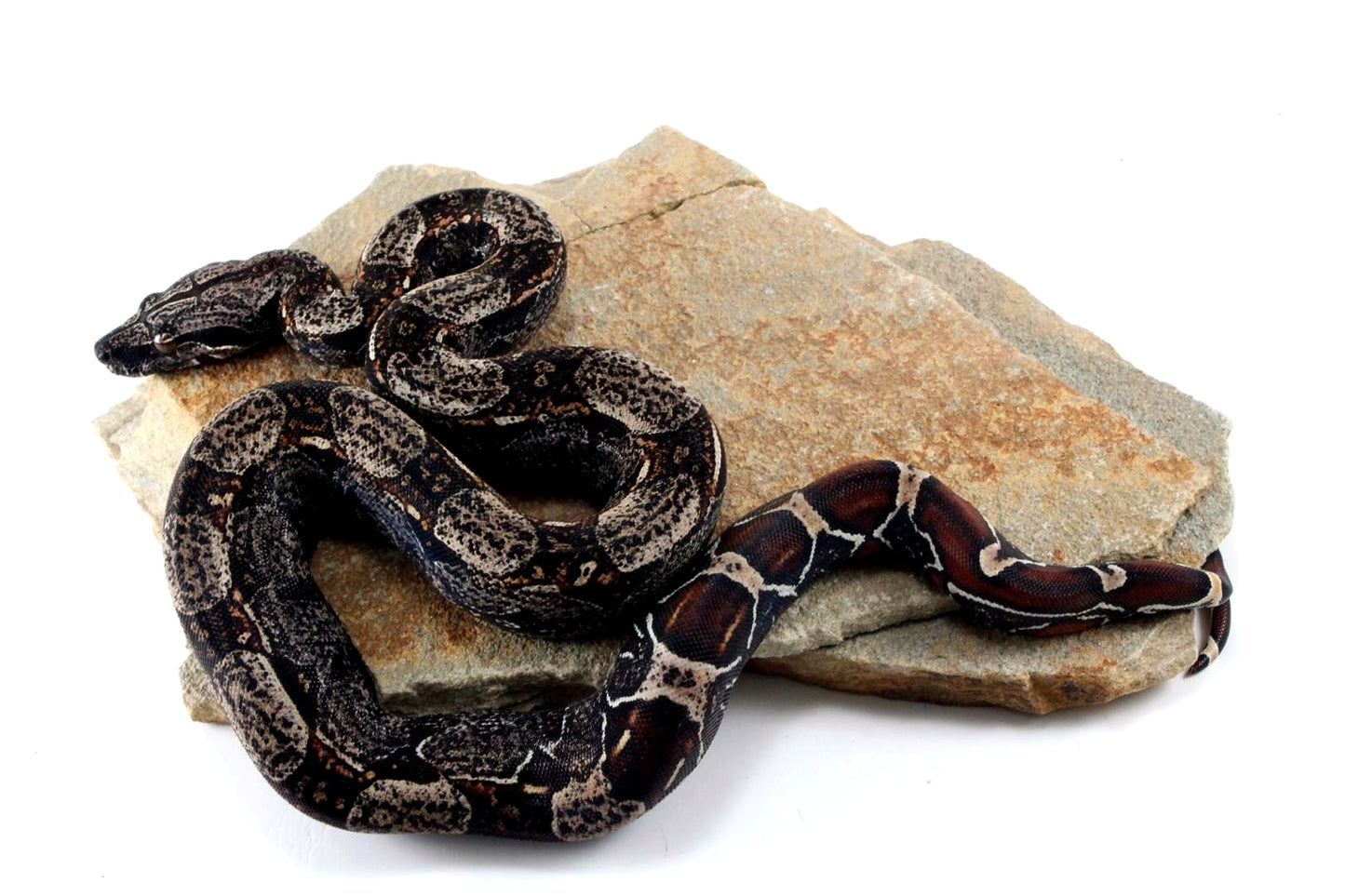 IMG Colombian Boa
