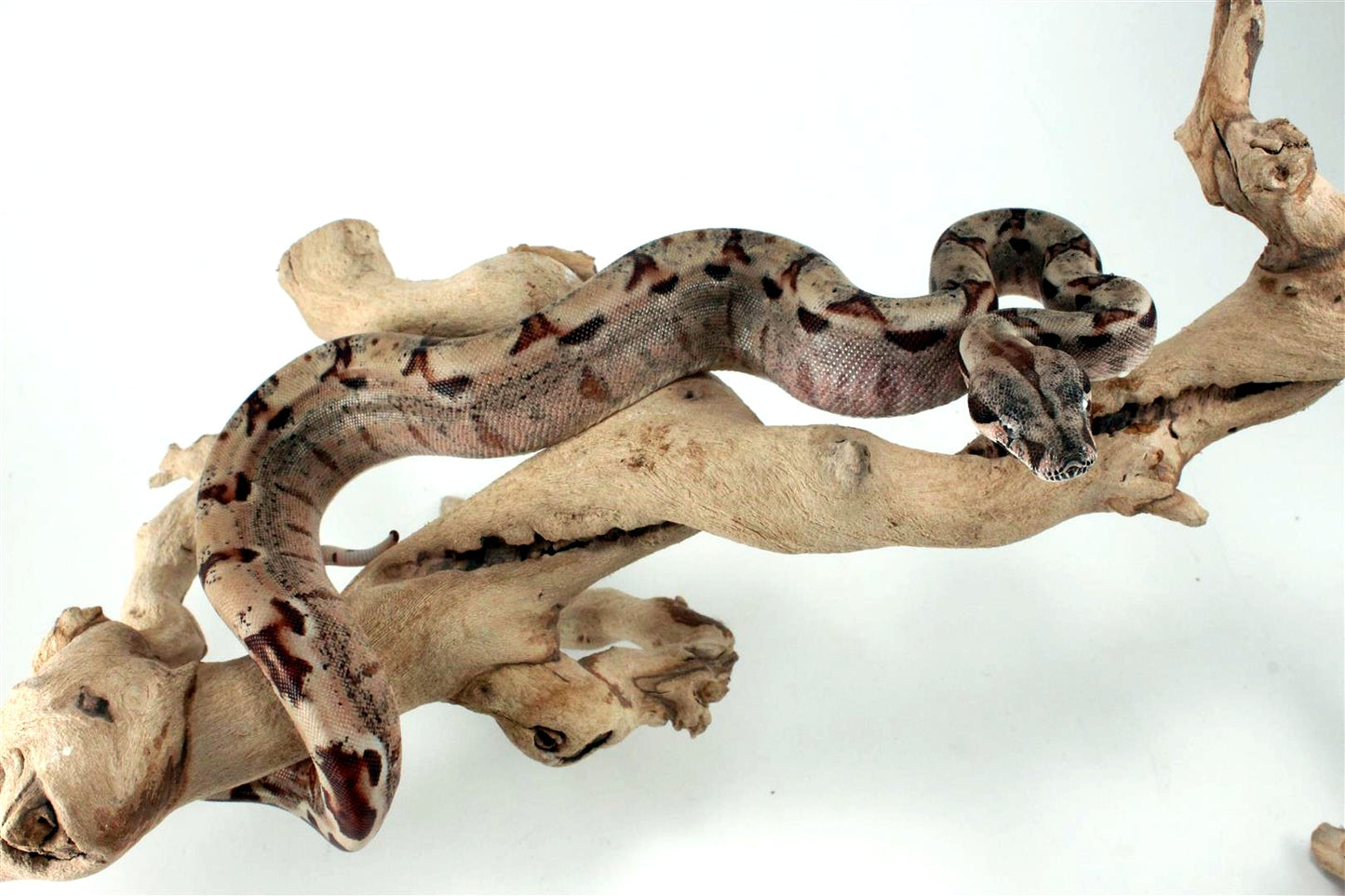 Hypo het Blood Colombian Boa