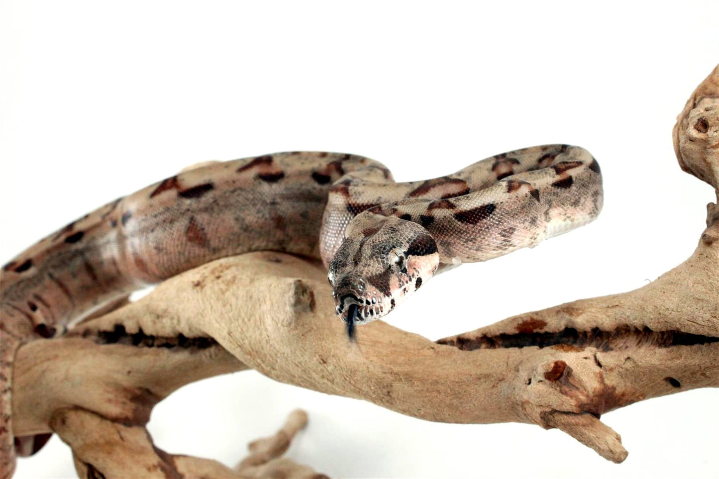 Hypo het Blood Colombian Boa