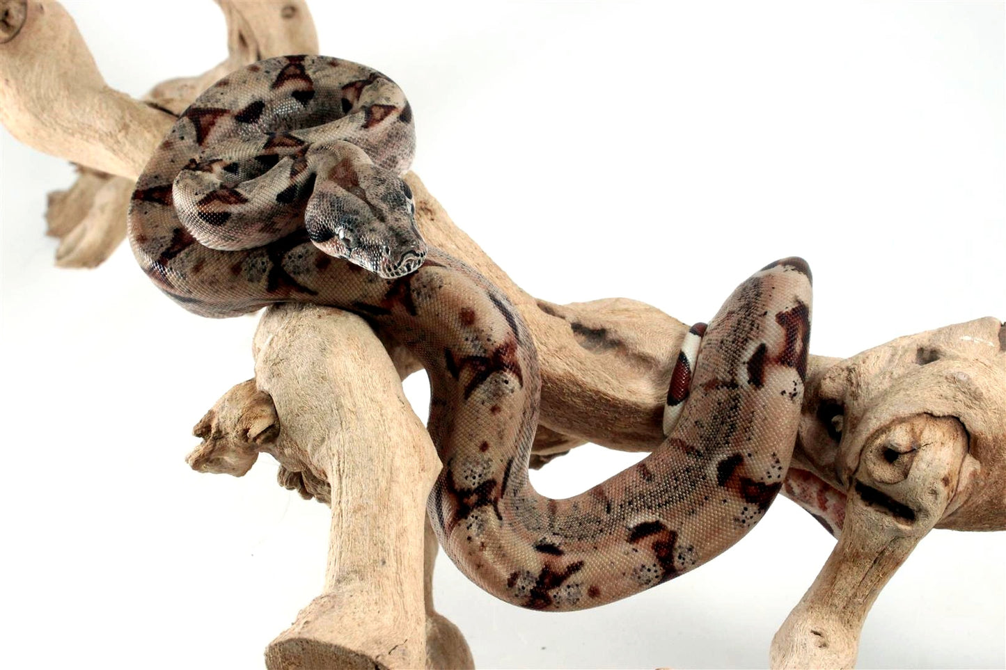 Hypo het Blood Colombian Boa