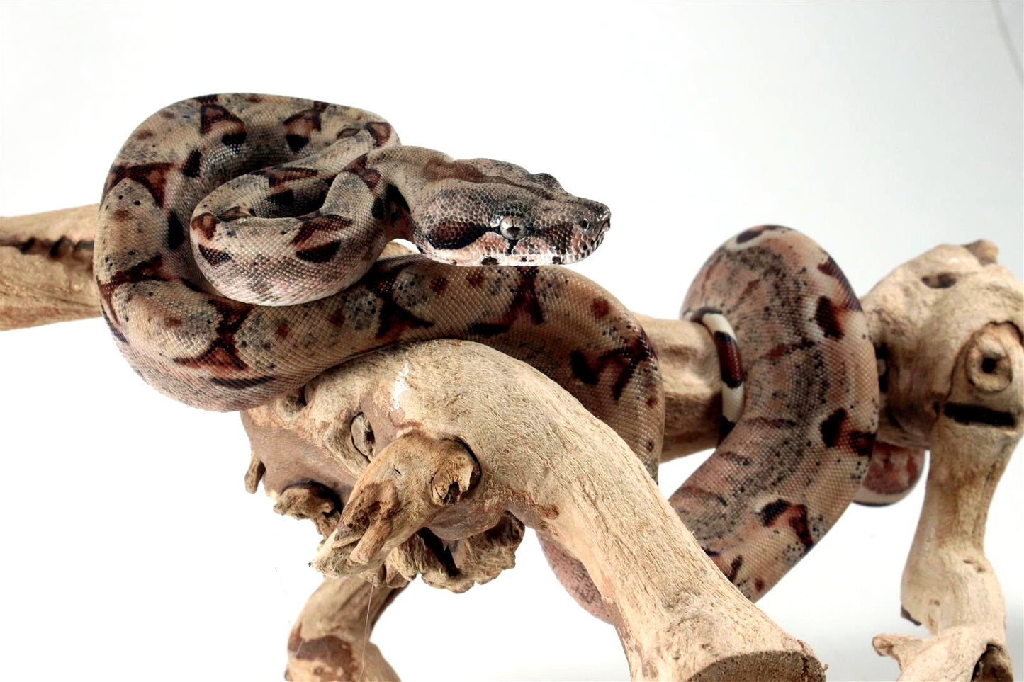 Hypo het Blood Colombian Boa