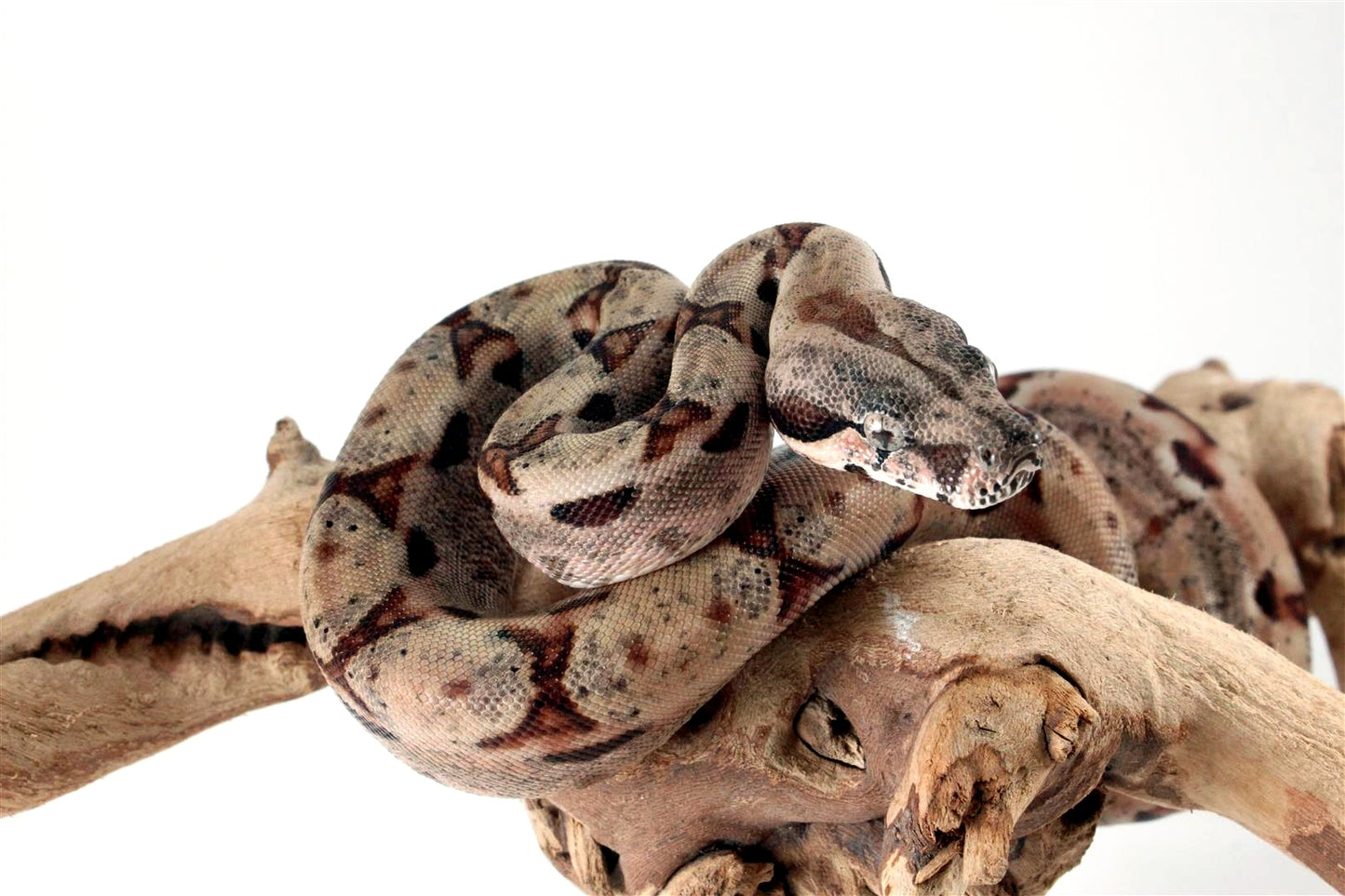 Hypo het Blood Colombian Boa