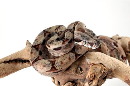 Hypo het Blood Colombian Boa