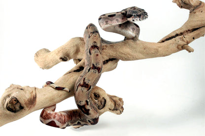 Hypo het Blood Colombian Boa