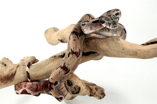 Hypo het Blood Colombian Boa