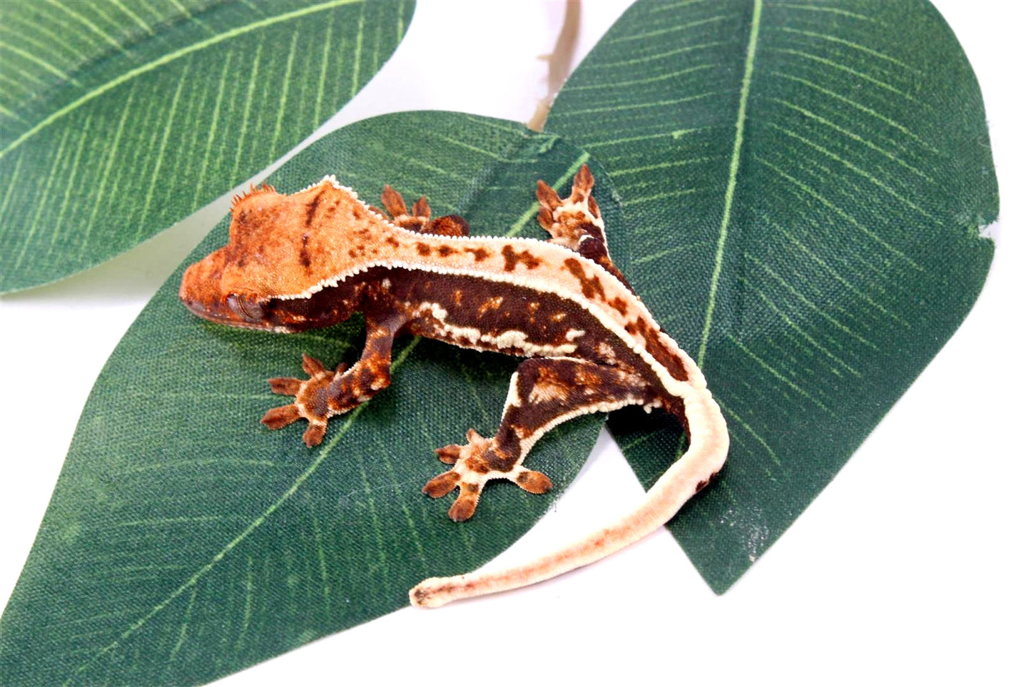 High Contrast Tricolor Crested Gecko