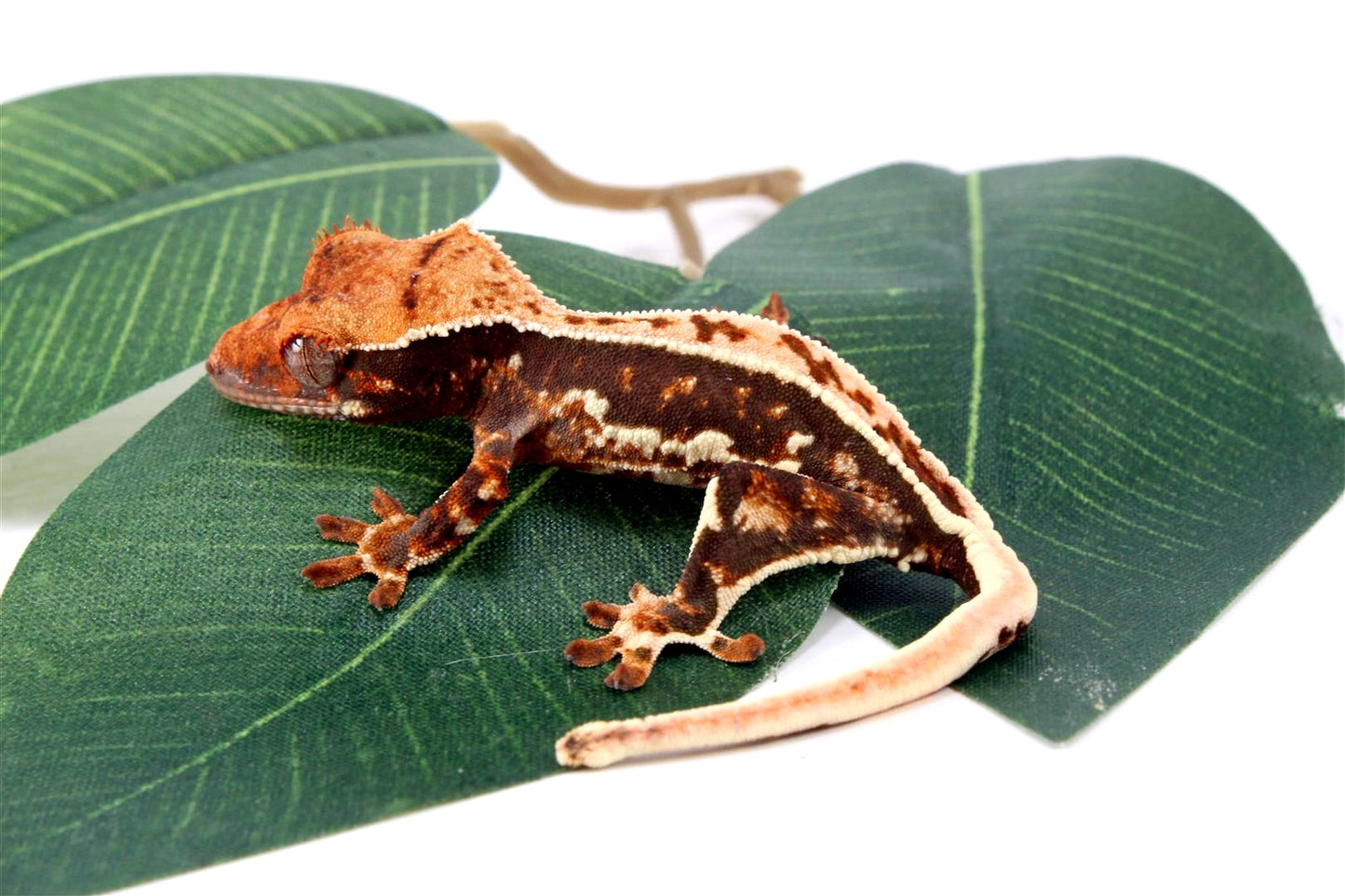 High Contrast Tricolor Crested Gecko