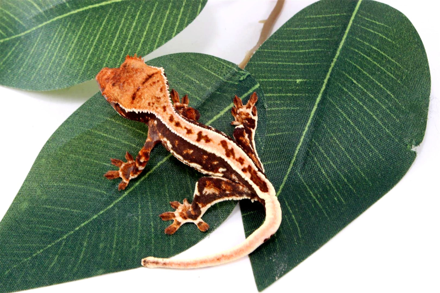 High Contrast Tricolor Crested Gecko