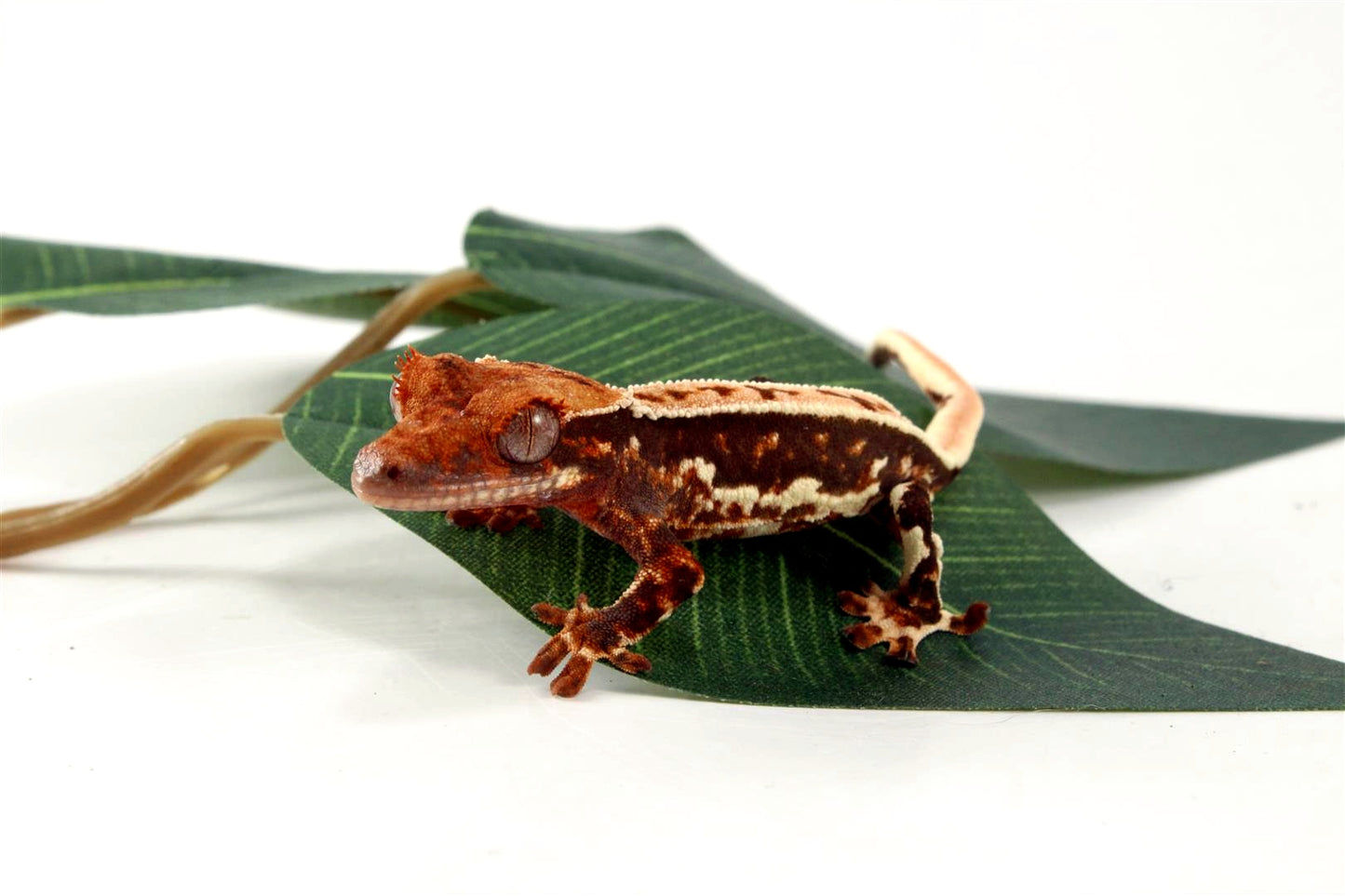 High Contrast Tricolor Crested Gecko