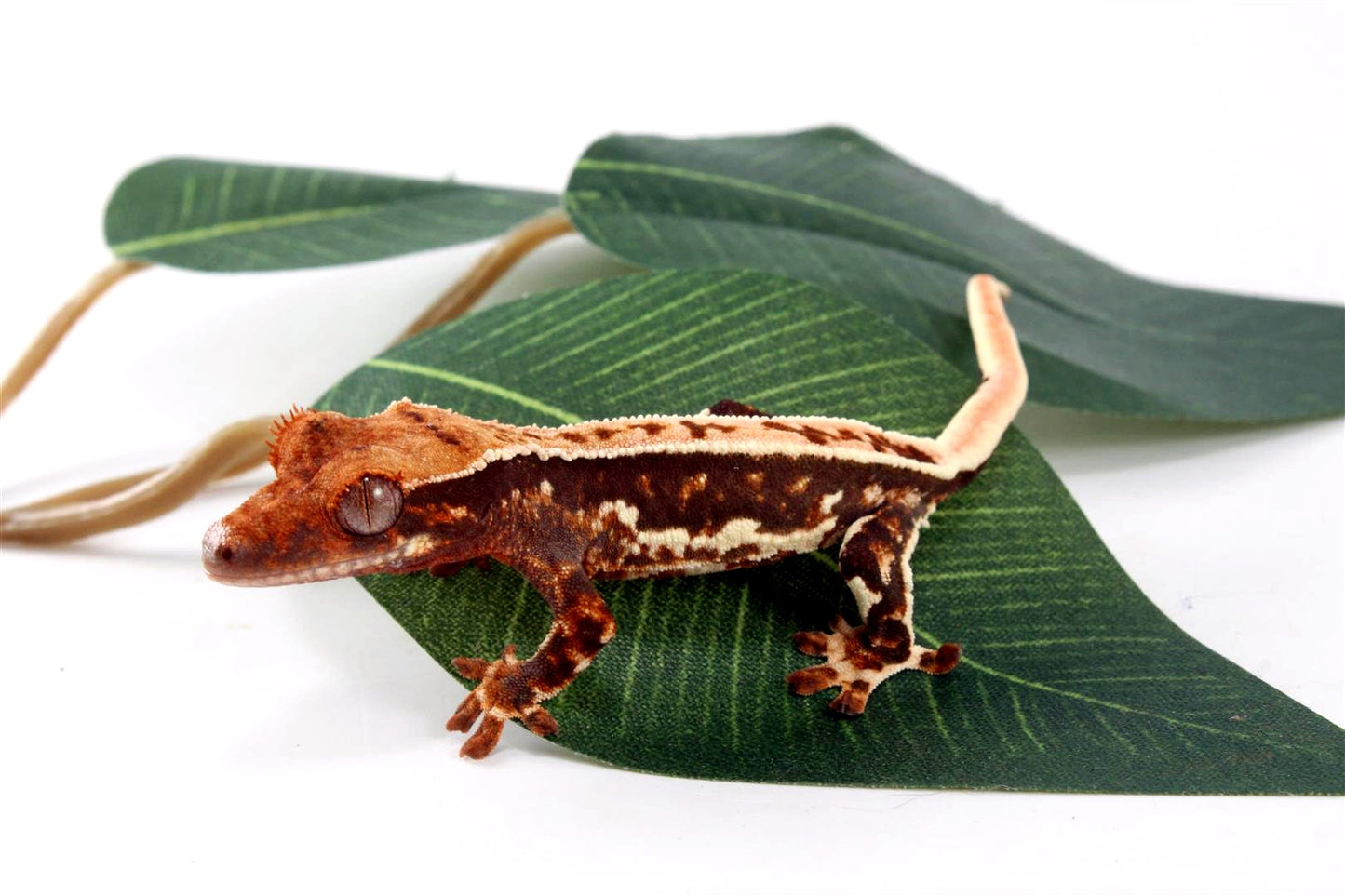 High Contrast Tricolor Crested Gecko
