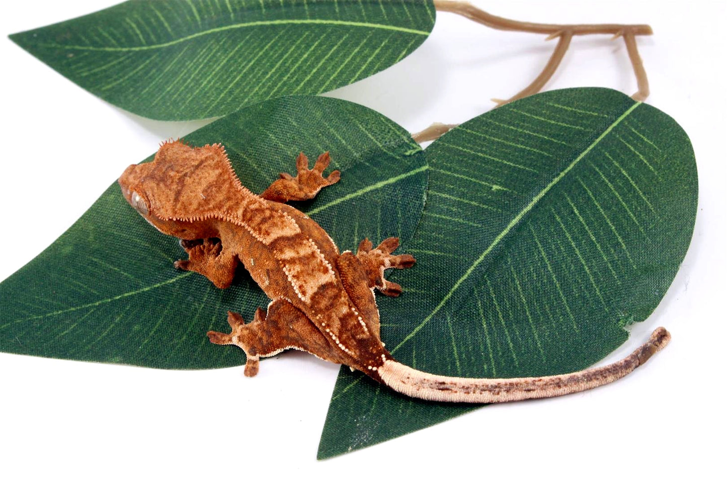 Yellow Harlequin Crested Gecko