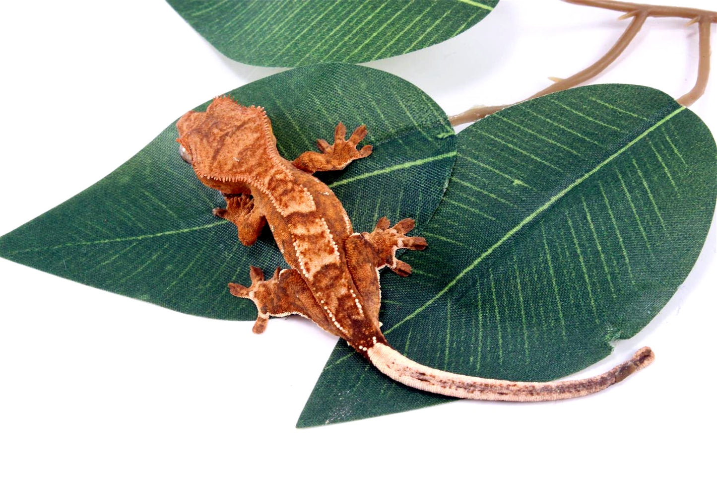 Yellow Harlequin Crested Gecko