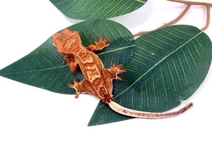 Yellow Harlequin Crested Gecko