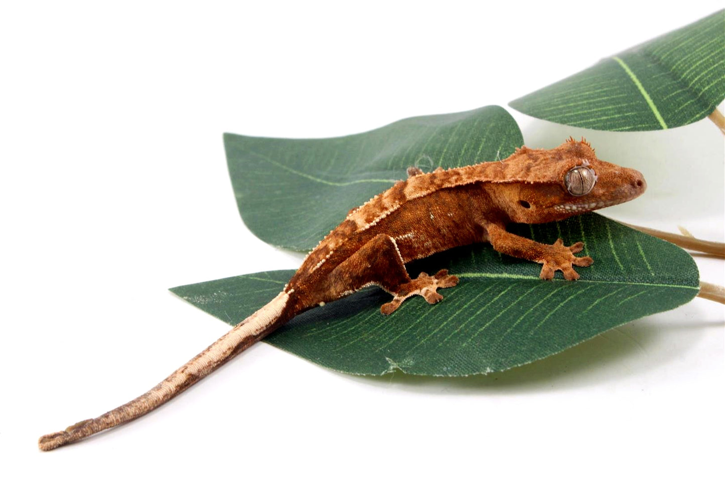 Yellow Harlequin Crested Gecko
