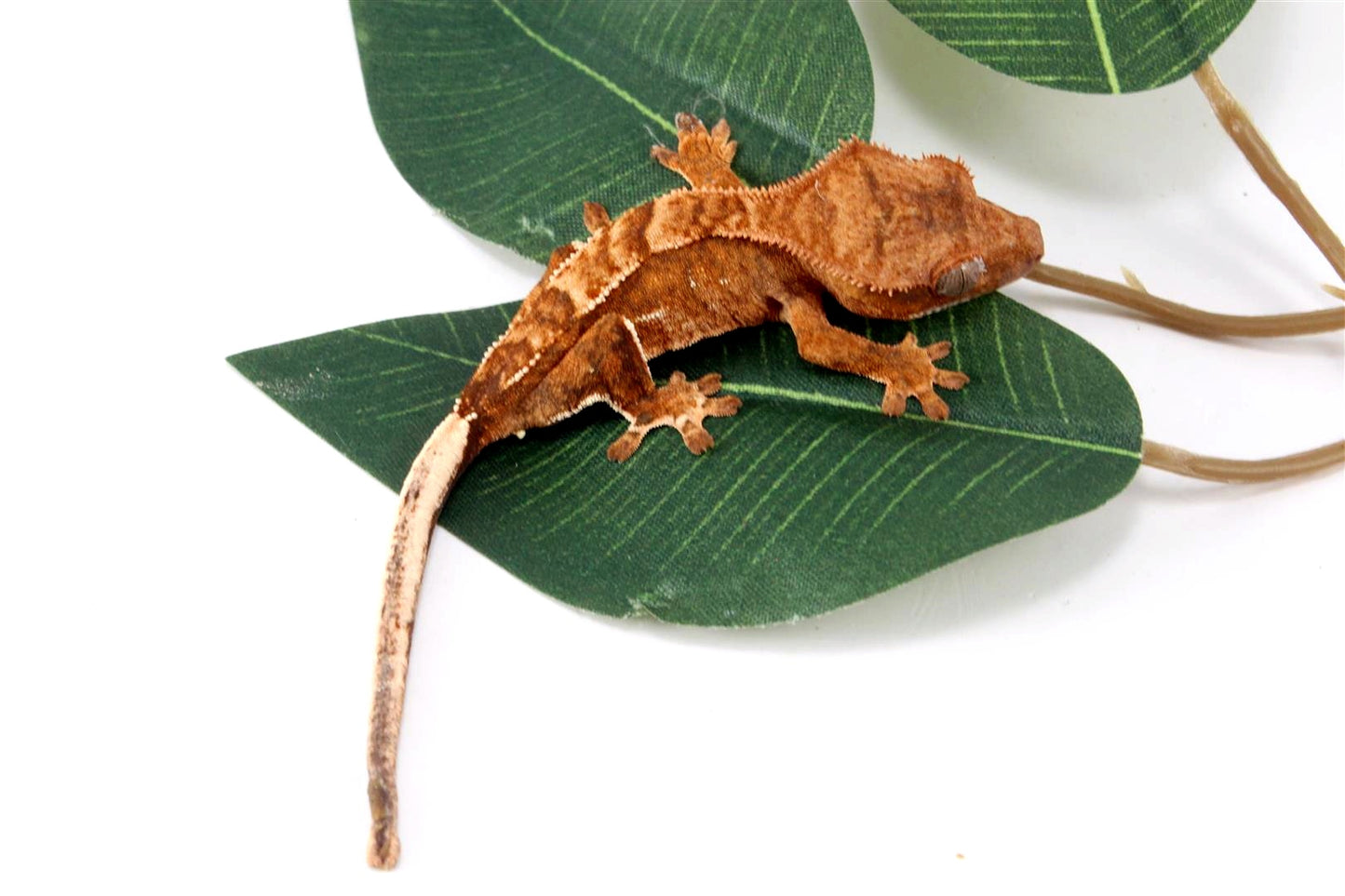 Yellow Harlequin Crested Gecko