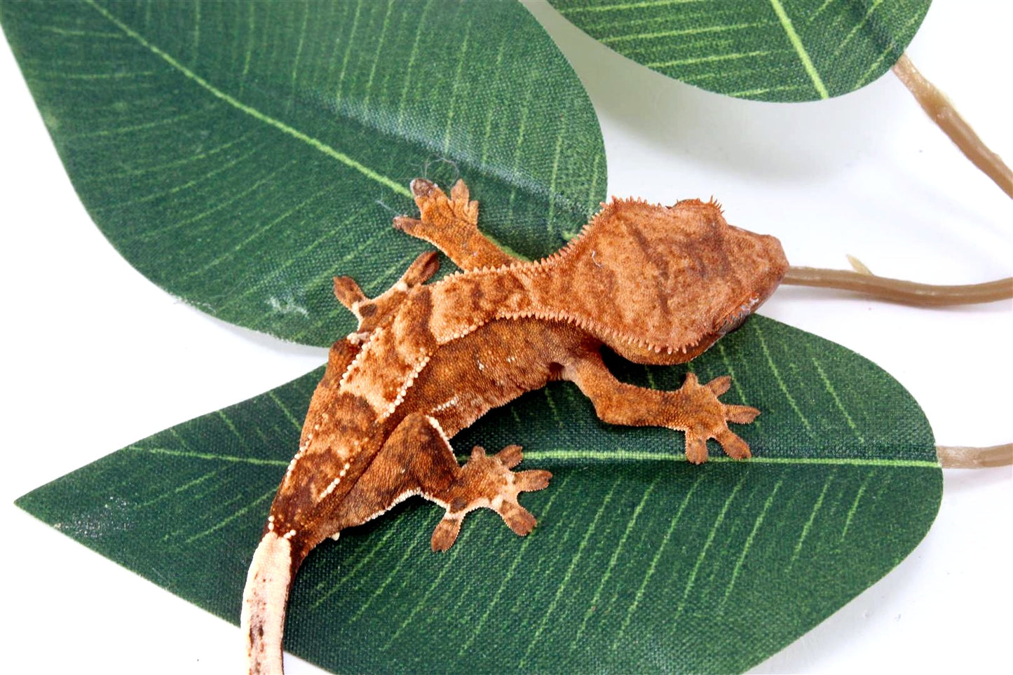 Yellow Harlequin Crested Gecko