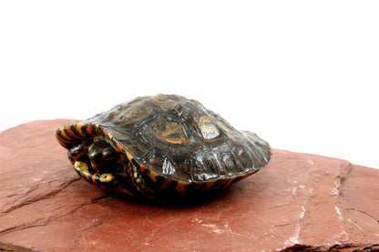 Ornate Wood Turtle