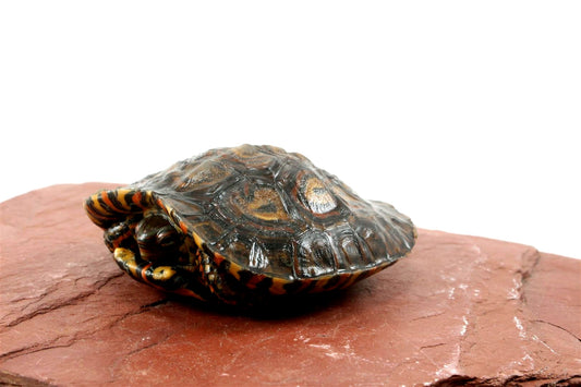 Ornate Wood Turtle