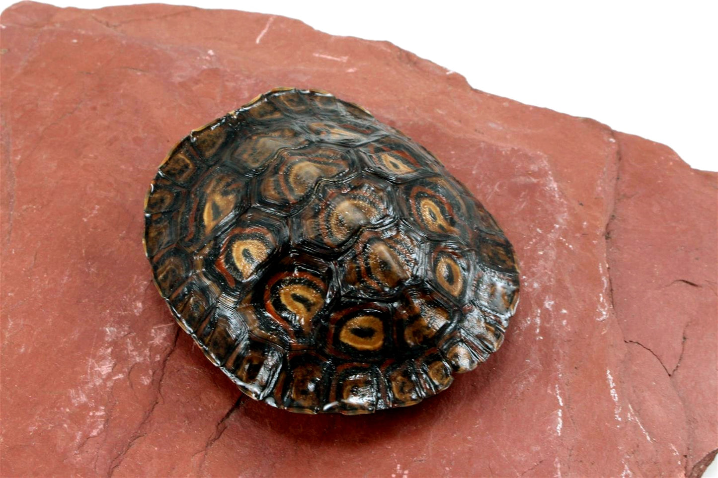 Ornate Wood Turtle