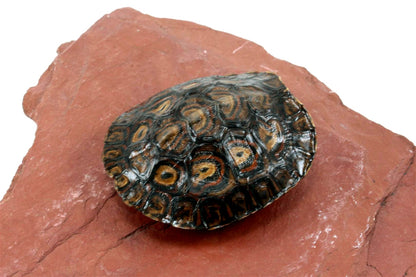Ornate Wood Turtle