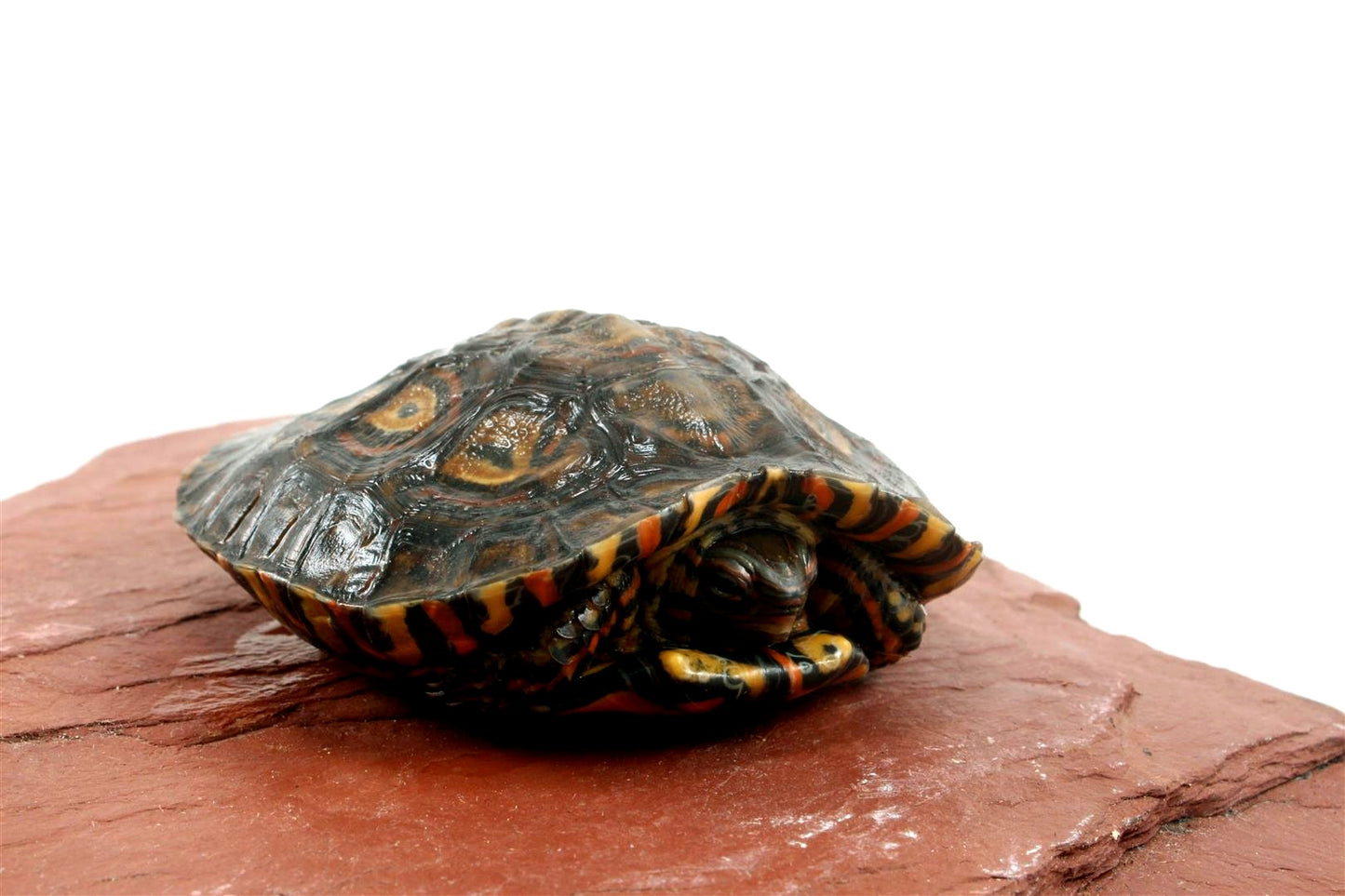 Ornate Wood Turtle