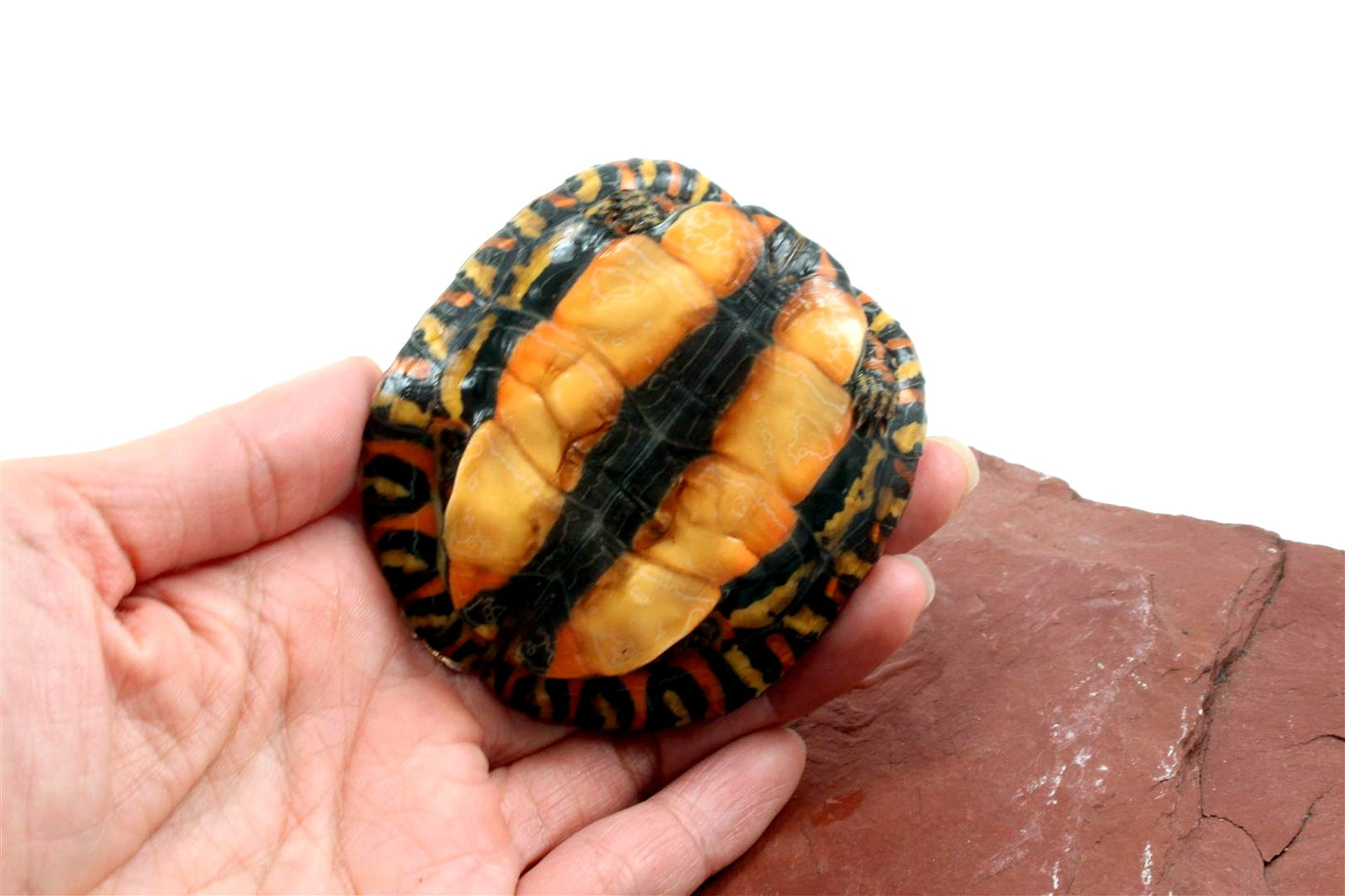 Ornate Wood Turtle
