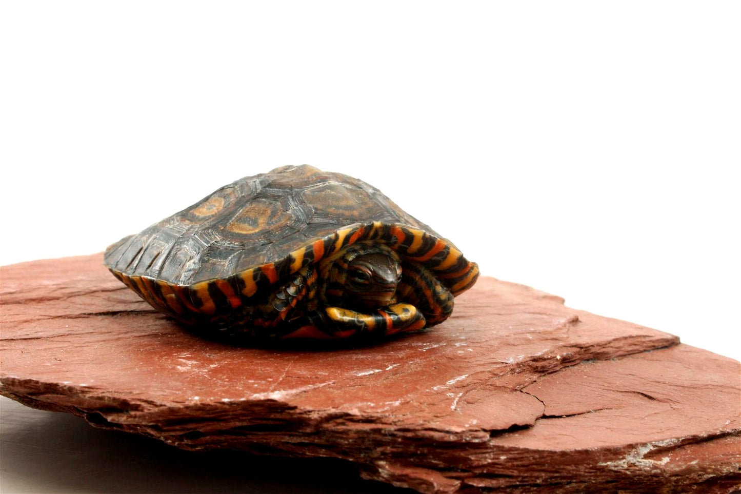 Ornate Wood Turtle