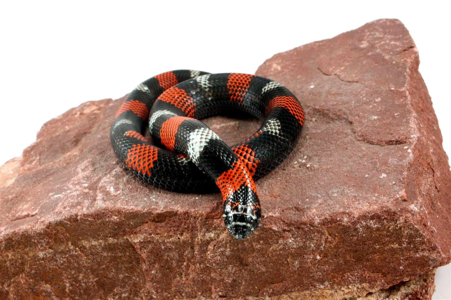 Tri Color Hognose