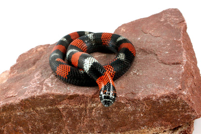 Tri Color Hognose