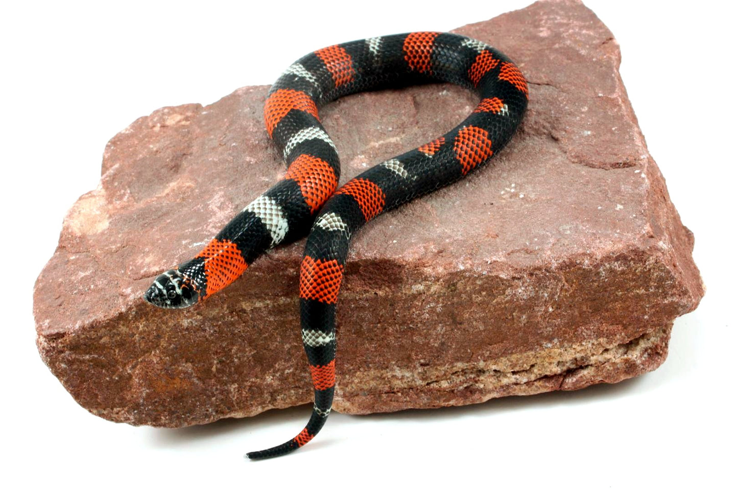 Tri Color Hognose