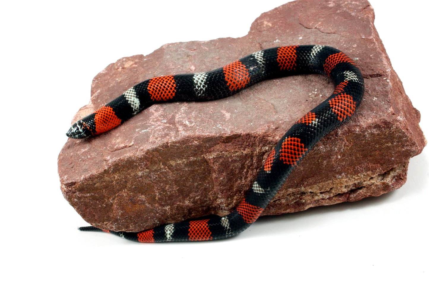 Tri Color Hognose