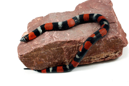 Tri Color Hognose