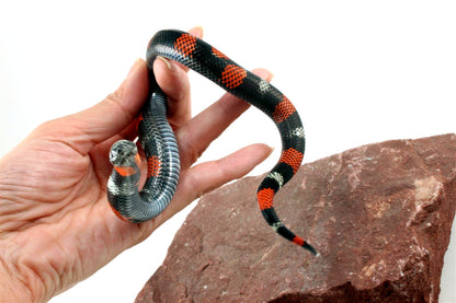Tri Color Hognose
