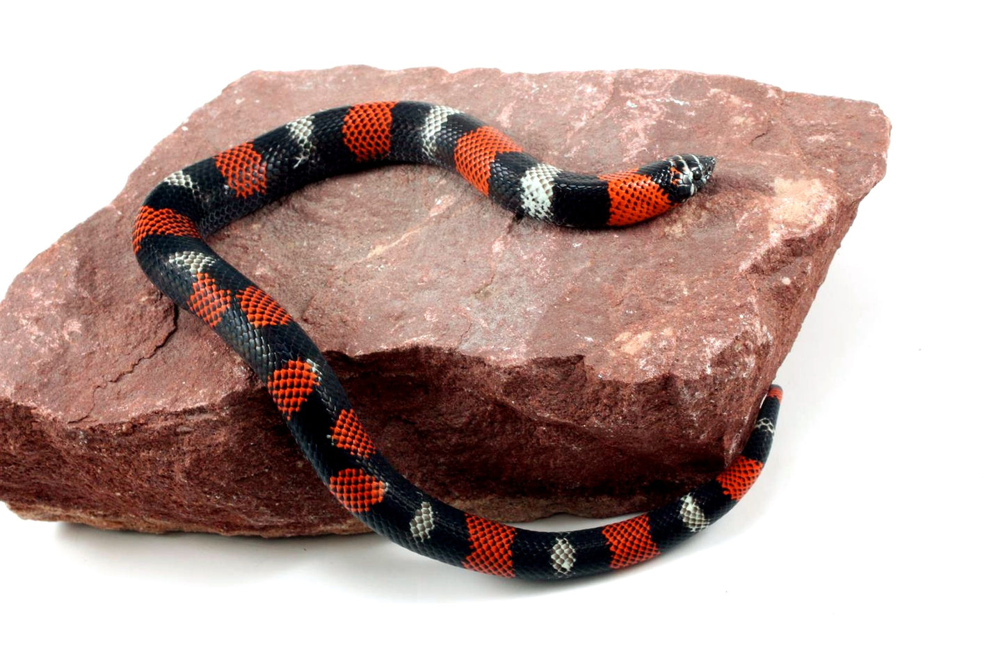 Tri Color Hognose