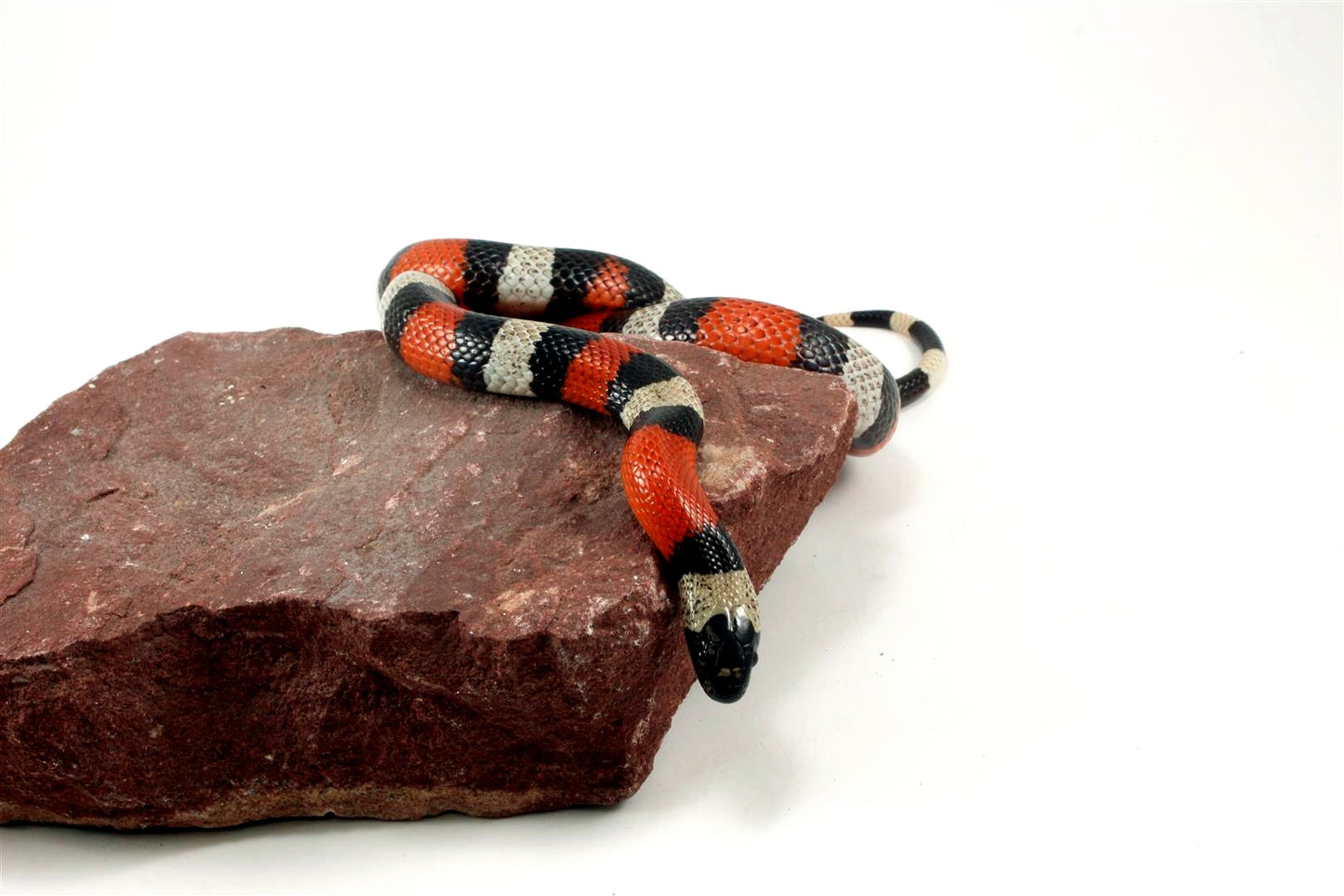 Pueblan Milksnake