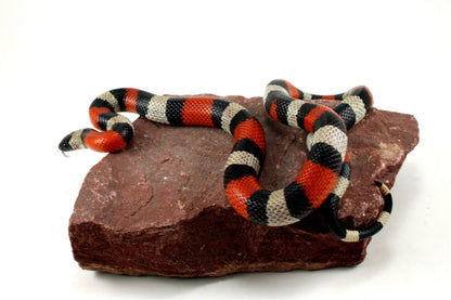 Pueblan Milksnake