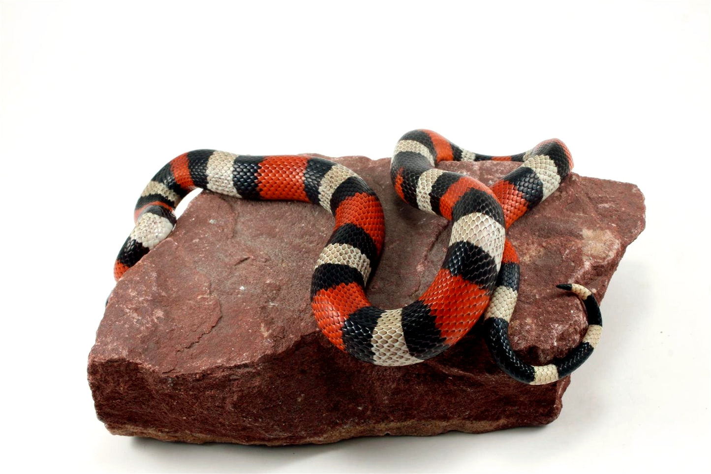 Pueblan Milksnake