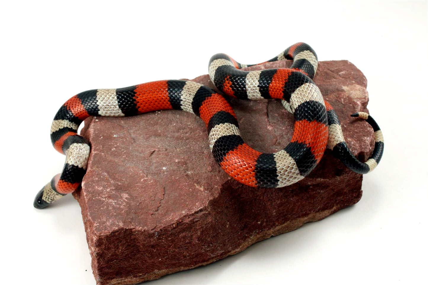 Pueblan Milksnake