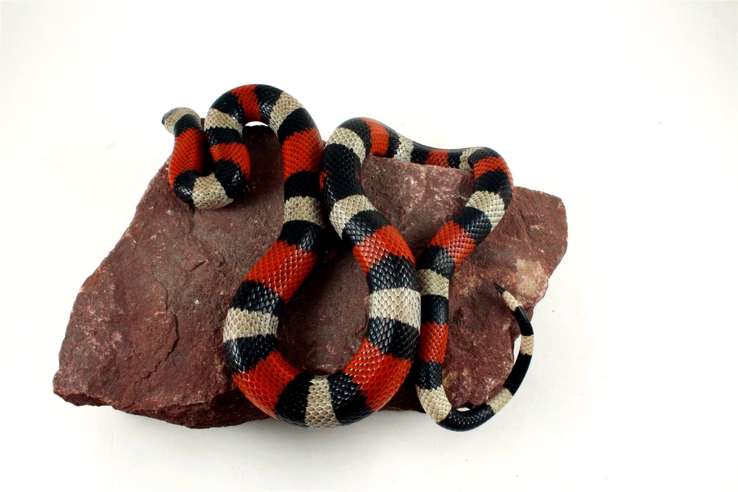 Pueblan Milksnake