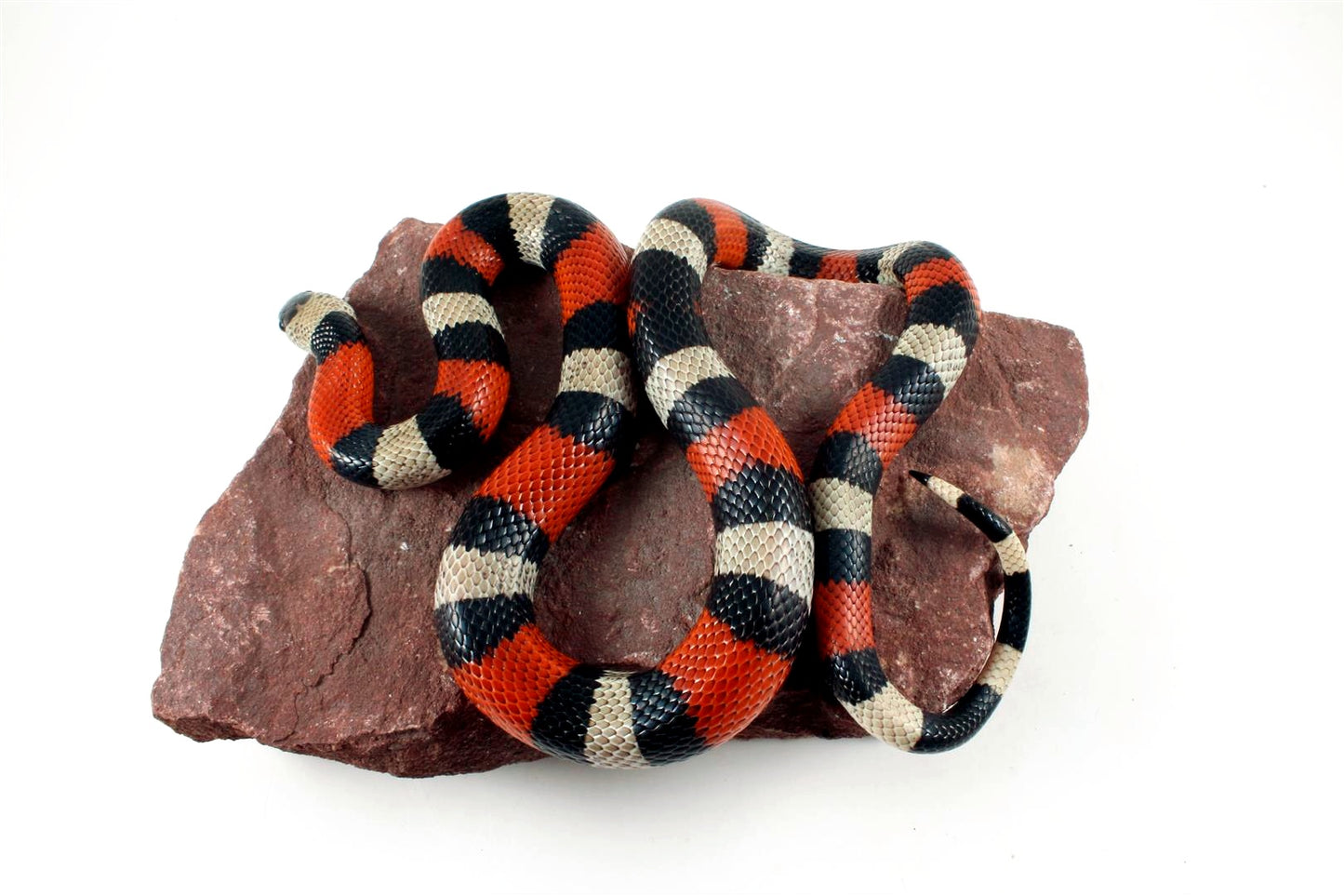 Pueblan Milksnake