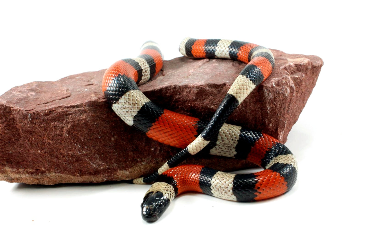 Pueblan Milksnake