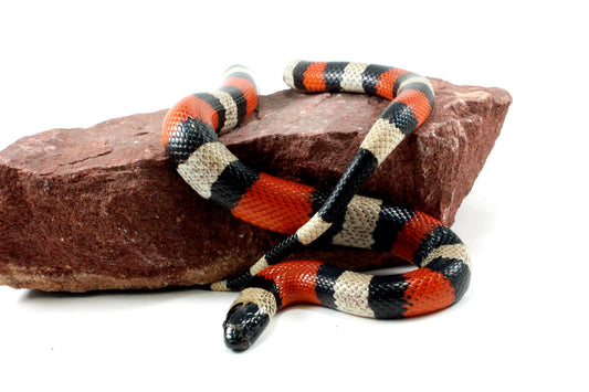 Pueblan Milksnake