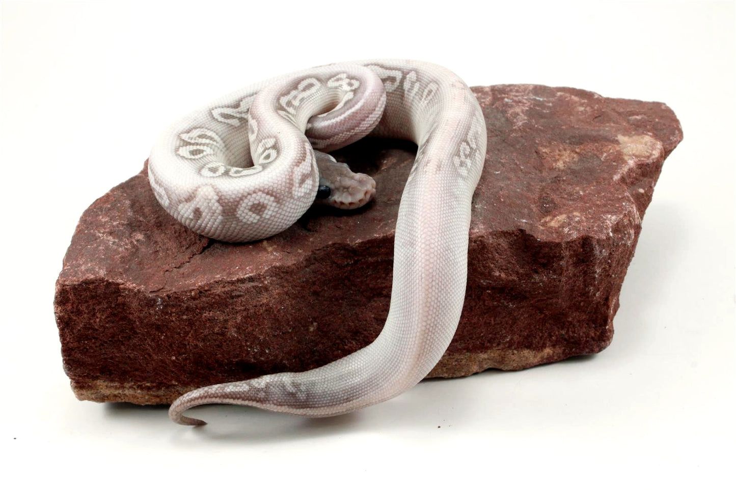 Super Phantom het Red Axanthic Ball Python