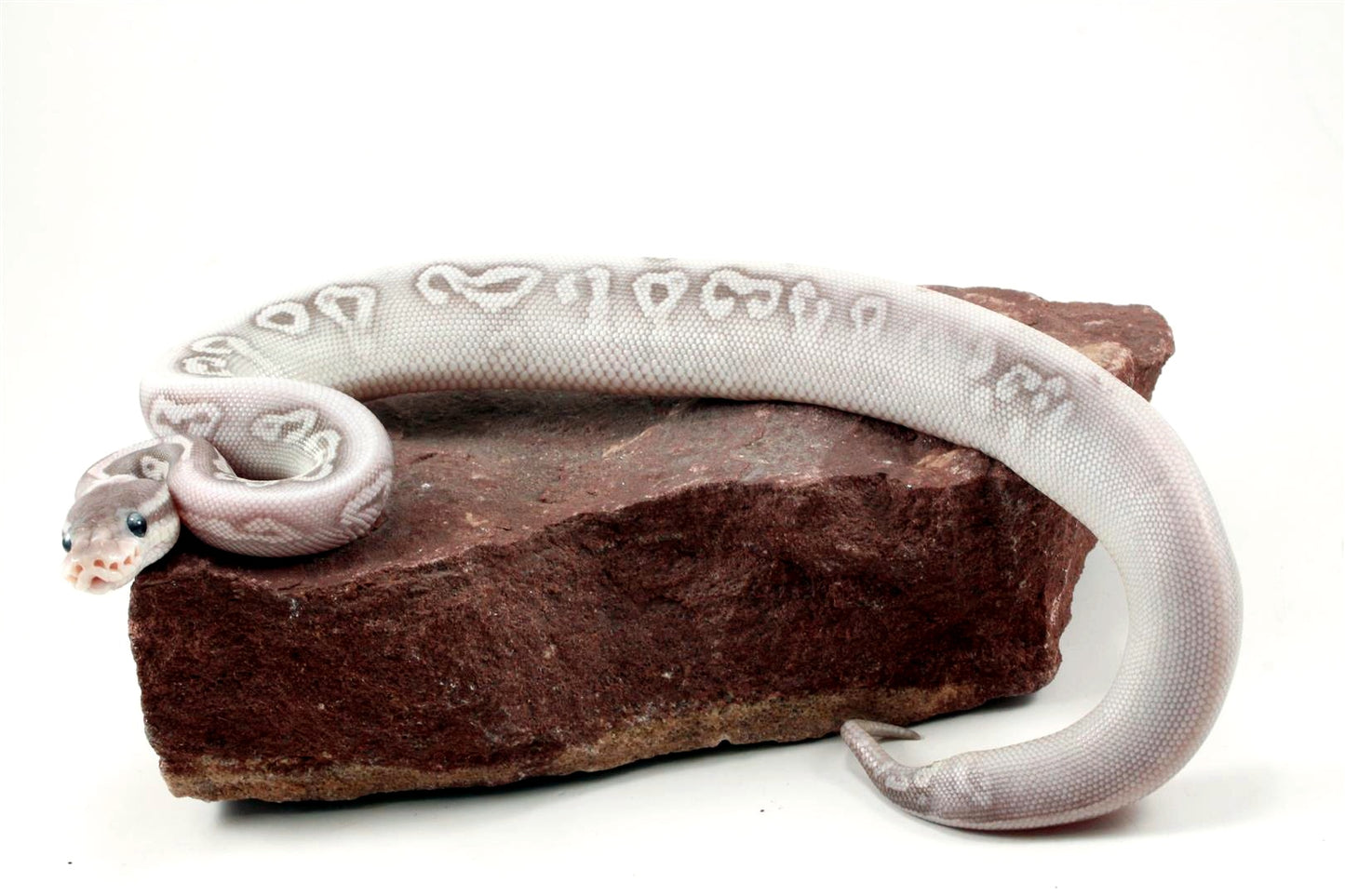 Super Phantom het Red Axanthic Ball Python
