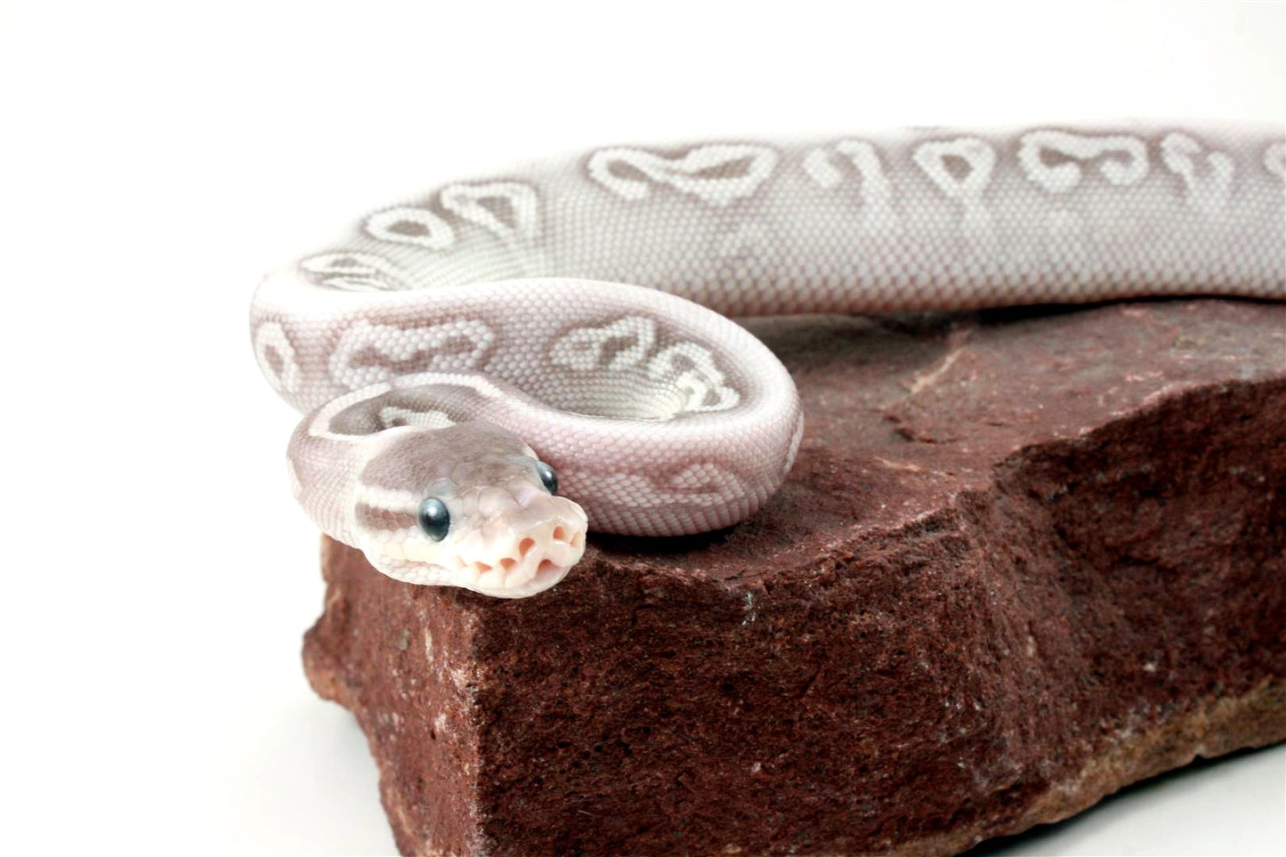 Super Phantom het Red Axanthic Ball Python