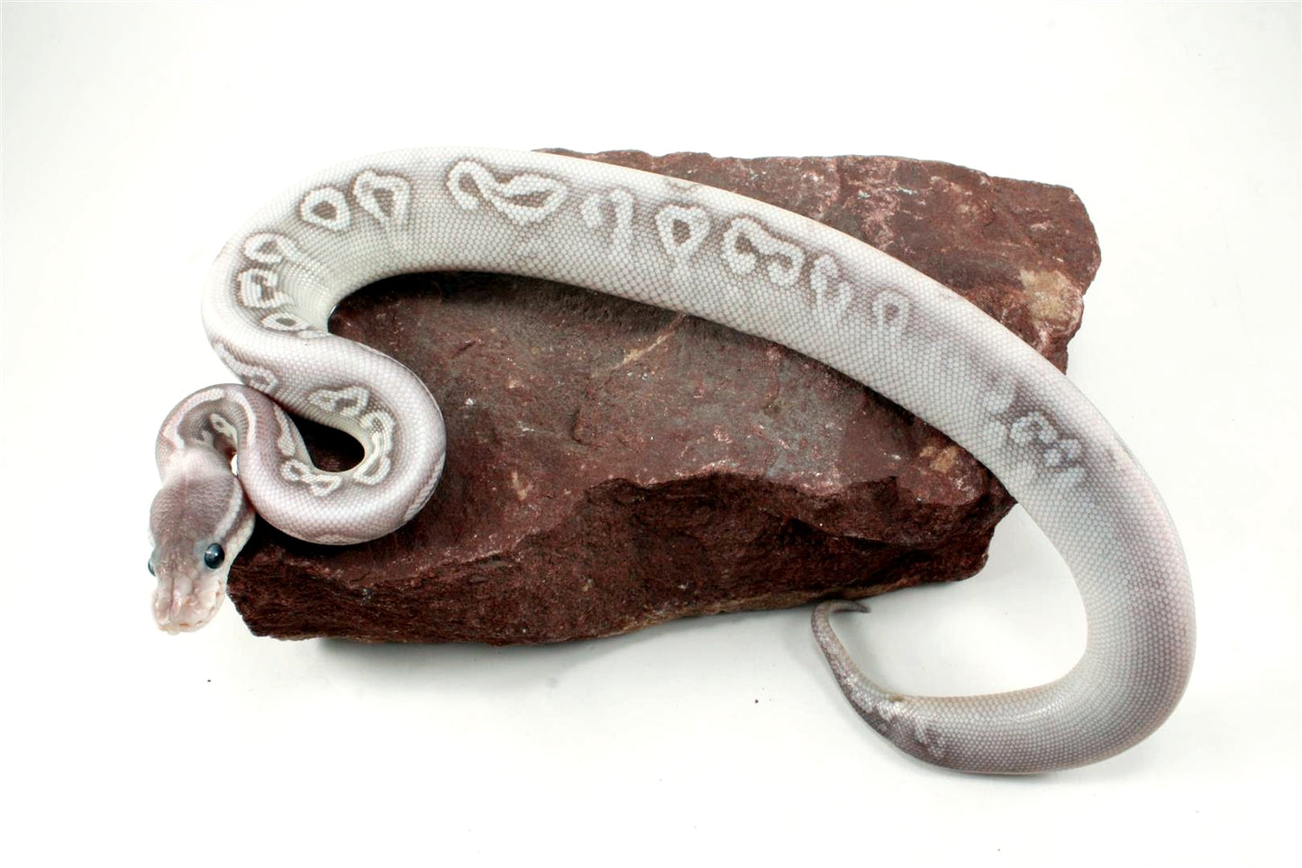 Super Phantom het Red Axanthic Ball Python