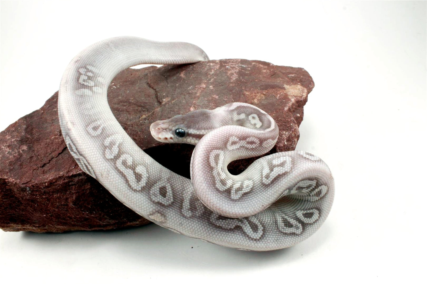 Super Phantom het Red Axanthic Ball Python